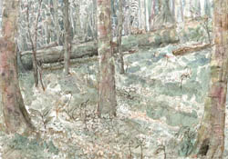 Forest Floor and rainforest, 2013 